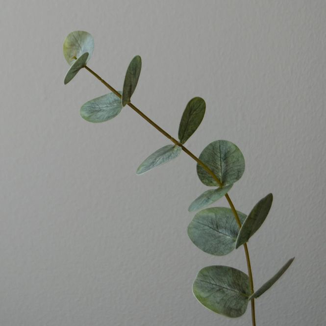 Hovedbilde Botané Studios Green Small Eucalyptus Leaves
