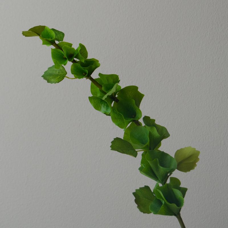 Botané Studios Bells of Ireland 