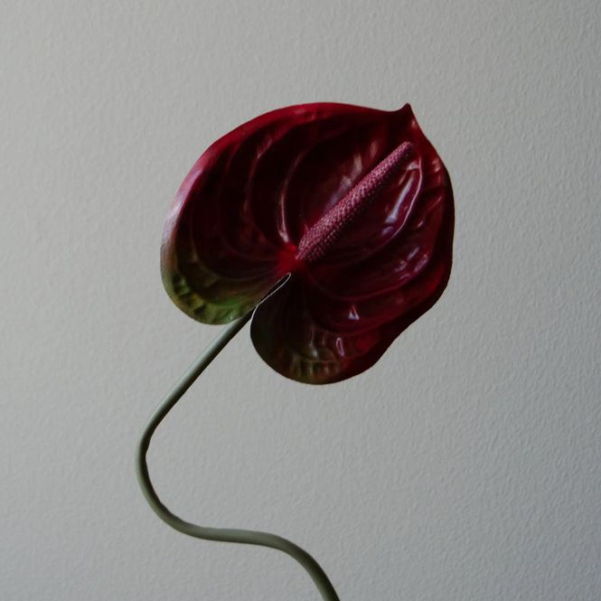 Hovedbilde Botané Studios Anthurium mørk rød 