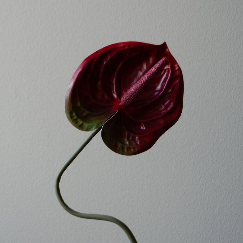 Botané Studios Anthurium mørk rød 