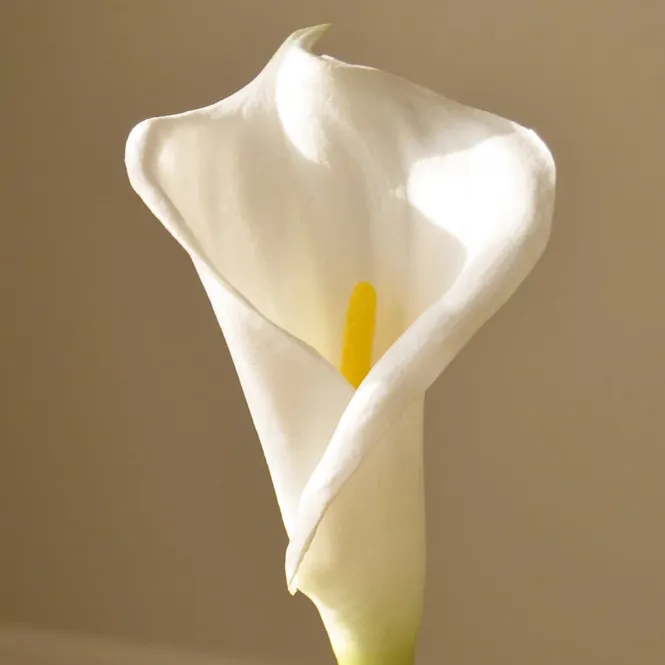 Hovedbilde Botané Studios White Calla Lily blomst