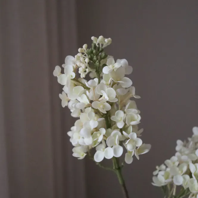 Hovedbilde Botané Studios Hvit Lilac Blomst