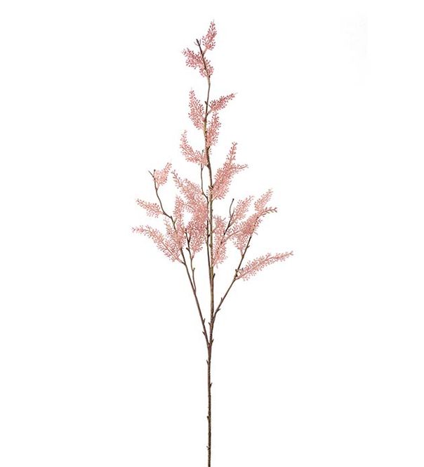 Hovedbilde Mr. Plant Rosa Eucalyptus H 95
