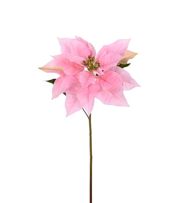 Hovedbilde Mr. Plant Rosa julestjerne H 70 cm